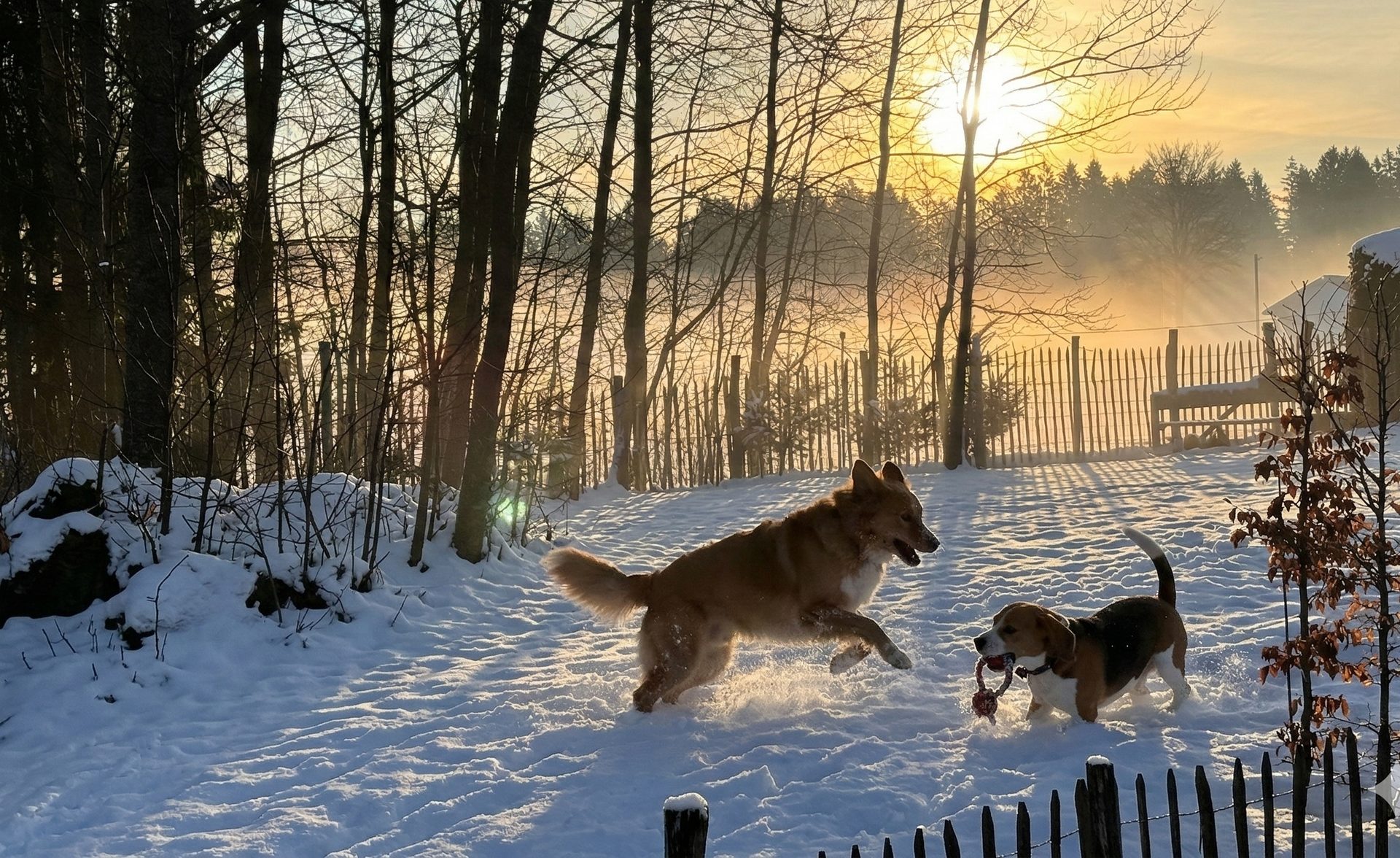 Zwei Hunde spielen im eingezäunten Garten des WoidSinn Chalets im Bayerischen Wald